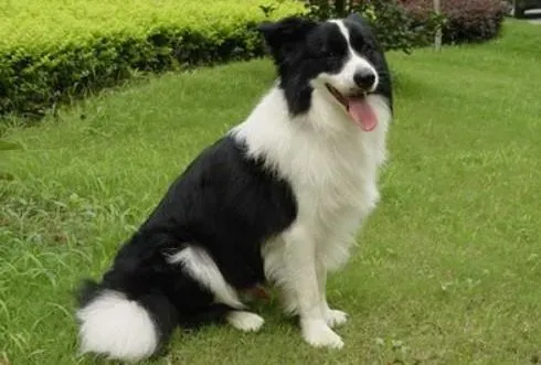 边境牧羊犬|8090都看的边境牧羊犬修剪大全集