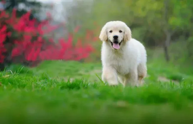 金毛|金毛犬吃狗粮还需要另外补钙吗