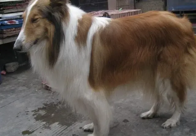 苏格兰牧羊犬|苏格兰牧羊犬在冬季会有哪些生活阻力