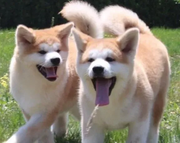 秋田犬|如何护理妊娠期和哺乳期的秋田犬