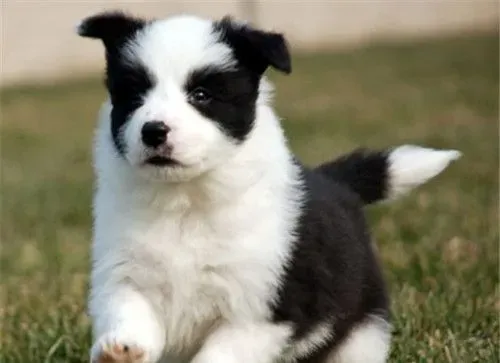 边境牧羊犬幼犬狗粮 边牧喂食的次数与时间 | 边境牧羊犬