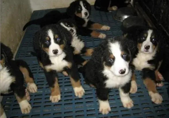 伯恩山犬|看看养狗达人们是如何养好伯恩山犬的