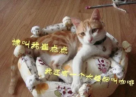 猫窝多少钱 一般在几十元到几百元不等 | 猫