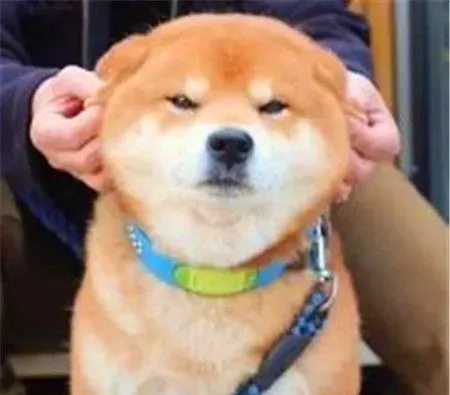柴犬身高 雄性柴犬肩高在36到41厘米 | 柴犬