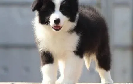 边境牧羊犬|边境牧羊犬分娩倒计时 饲主要如何准备
