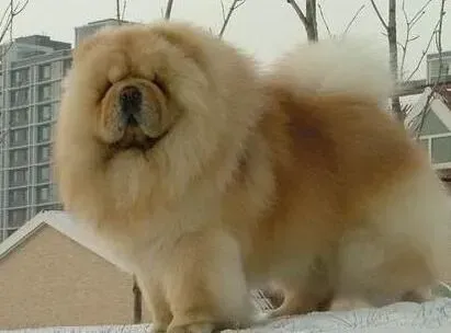 松狮犬|医疗紧急处理之怎样处理松狮犬的烫伤问题