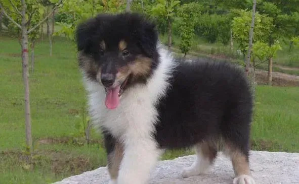 苏格兰牧羊犬|苏格兰牧羊犬不爱叫后腿站不起来是不是吓到了