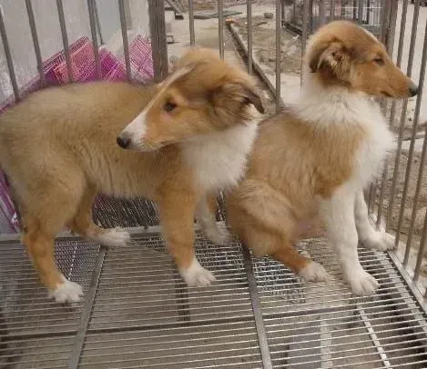 苏格兰牧羊犬|为什么苏格兰牧羊犬总是自己咬自己尾巴转圈