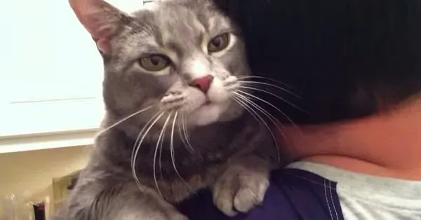 看得人都要融化啦！超会撒娇的喵星人 | 猫