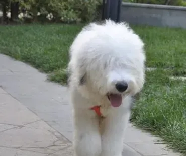古代长须牧羊犬的日常护理 毛发易打结 | 古代长须牧羊犬