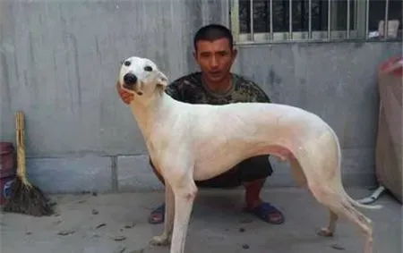 灵缇挑食 要给灵缇犬喂食营养均衡的食物 | 灵缇犬