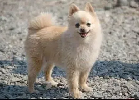 博美犬|哪种最常见的零食对博美犬的健康有害处