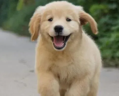 金毛|训练金毛犬宝宝需要注意的事项有哪些