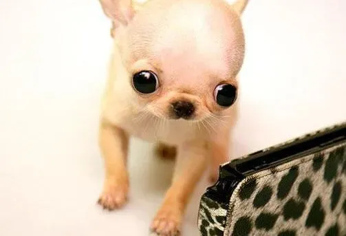 吉娃娃|吉娃娃拉稀而且呕吐吃药没见效怎么办