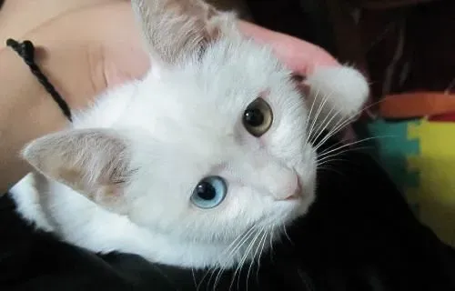 波斯猫吐吃什么药 呕吐的原因有哪些 | 波斯猫