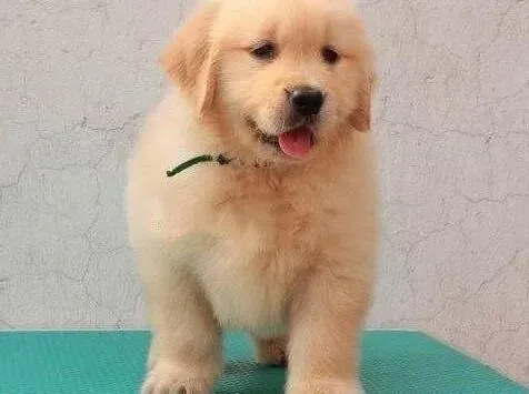 金毛|了解饲养金毛犬的要点 避免失误出现
