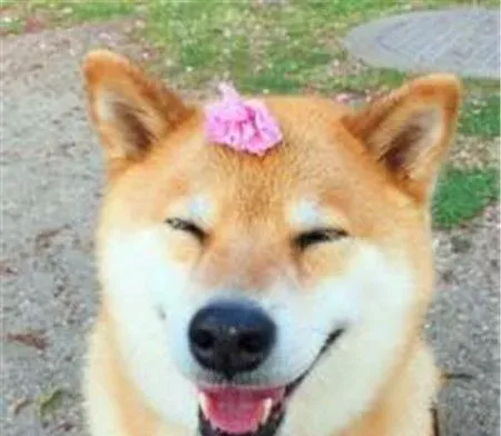 柴犬身高 雄性柴犬肩高在36到41厘米 | 柴犬
