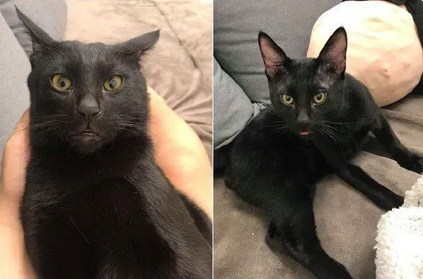 猫哥打呵欠弟弟伸出肉球 狠狠塞进哥哥嘴巴里 | 猫