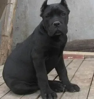 卡斯罗犬|卡斯罗狗狗清耳朵：预防耳道感染及发炎