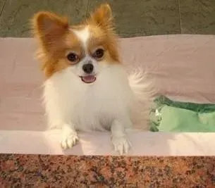 蝴蝶犬|蝴蝶犬便便不成形可以吃妈咪爱治疗吗