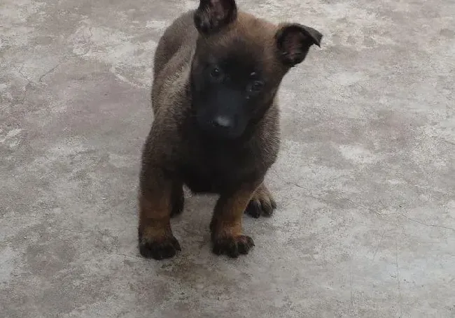 马犬|给马犬喂什么牌子的天然狗粮有助于健康