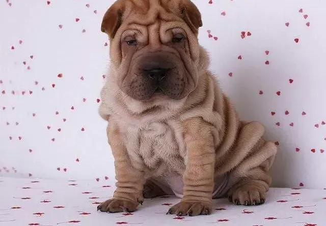 沙皮狗|水和脂肪是沙皮犬每天必须补充的元素