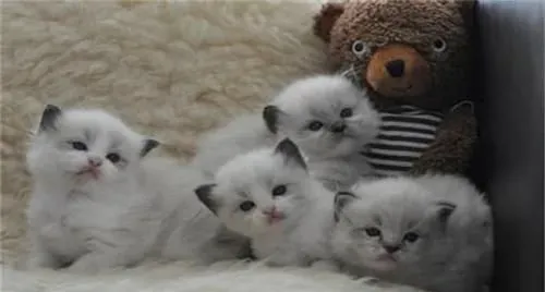 布偶猫拉肚子死了 布偶猫拉肚子居然这么严重 | 布偶猫