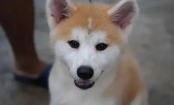 秋田犬|避暑降温有绝招 让秋田犬清凉过夏方法多