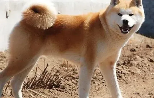 秋田犬|秋田犬最近掉毛严重怎么办