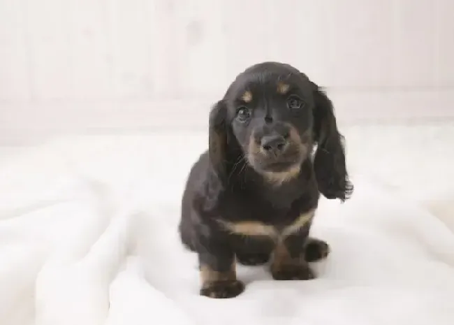 腊肠犬|想要腊肠犬牙齿健康需要给它刷牙吗？应该怎么刷牙