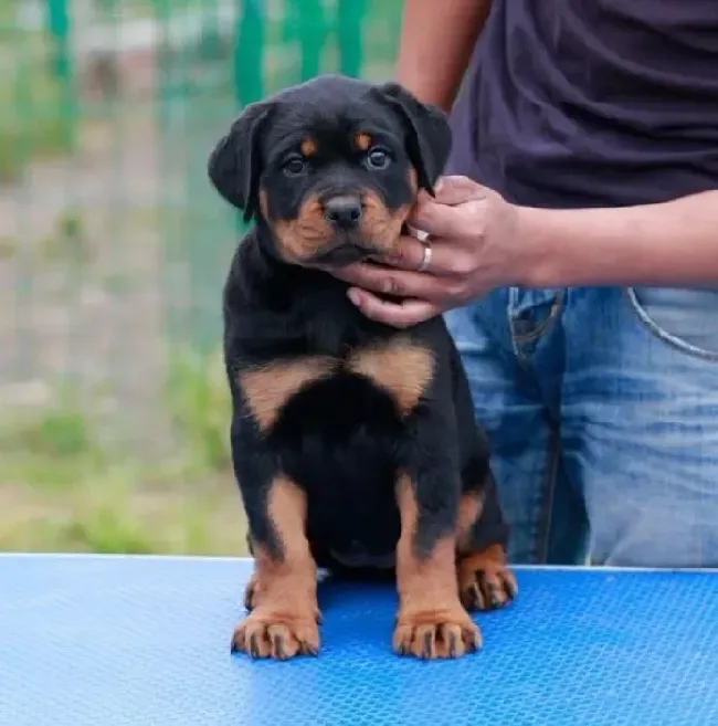 罗威纳犬|罗威纳犬肚子后面长了一个包 求帮助