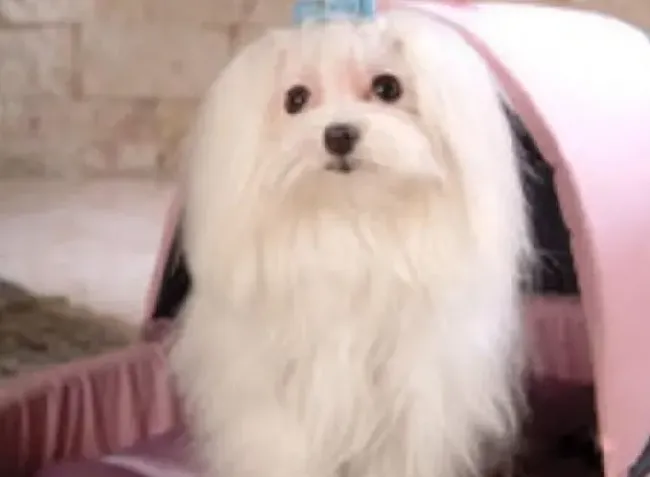 马尔济斯|寒冷冬季如何科学护理马尔济斯犬的毛发
