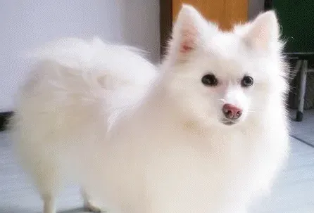 银狐犬只吃肉不吃狗粮怎么办 先饿它 | 银狐犬