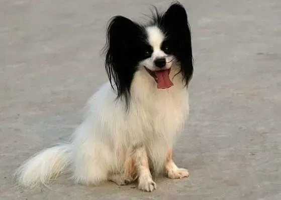 蝴蝶犬|健康百科 特殊时期的蝴蝶犬应该如何饲养