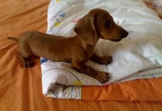 腊肠犬|腊肠犬拉稀十分严重怎么治疗