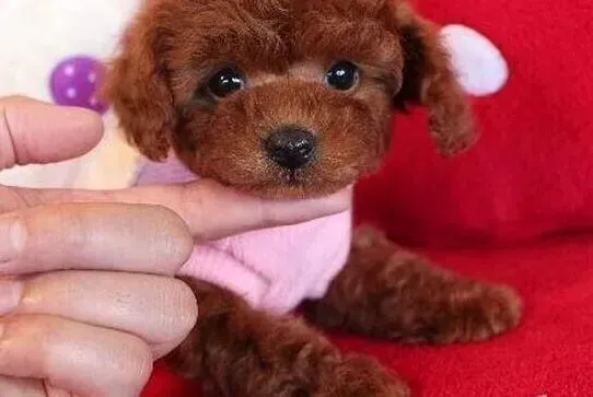 泰迪犬|最近泰迪犬食欲不好，应如何提高它的食欲和体质