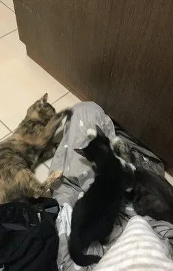 奴才还不快护驾! 钻棉被自嗨被3猫盖布袋群殴 | 猫
