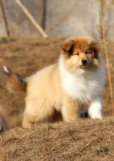 苏格兰牧羊犬|面对苏格兰牧羊犬乱咬东西的行为我们要怎样做