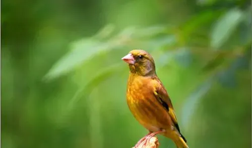 金翅雀饲养 金翅雀可饲养于小型笼中 | 金翅雀