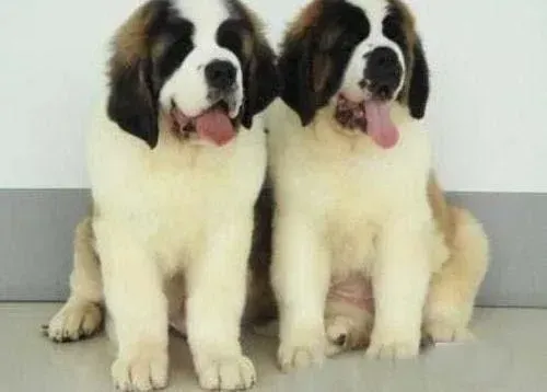 圣伯纳犬|小圣伯纳犬出去玩见生人就狂叫怎么训练纠正