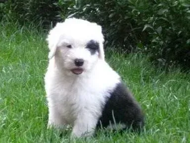 古代牧羊犬|家庭养护 为古代牧羊犬修毛剪甲的步骤