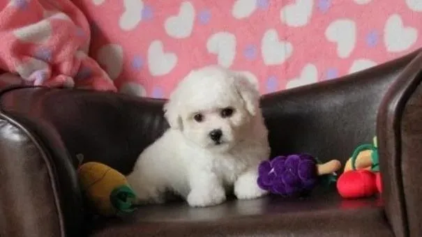 比熊犬|怎样给比熊犬剪指甲 比熊修剪指甲的方法