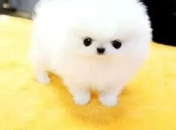博美犬|不同的水果对博美犬身体有哪些影响