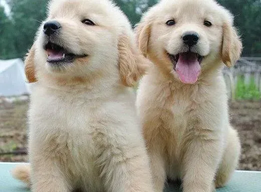 金毛|调皮的金毛犬总是乱咬东西怎么办呢