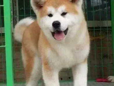 秋田犬|秋田犬初次打疫苗该注意什么