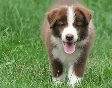 边境牧羊犬|边境牧羊犬拉肚子了吃什么药好的快