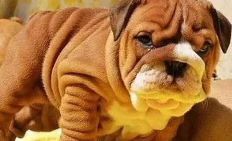 英国斗牛犬|产后的斗牛犬突然大量的掉毛怎么办