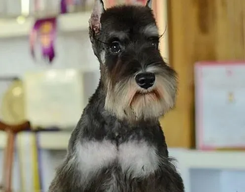 雪纳瑞|银狐犬总在自己的窝里尿尿应如何纠正这个恶习