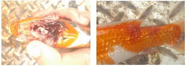 多种病害混合感染导致锦鲤死亡的处理案例分享