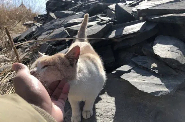 要是再不走一定走不了 旅途偶遇亲人猫咪不舍离开 | 猫